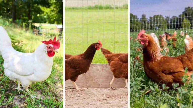 15 Chickens Backyard Breeds Ideas: Perfect for Your Urban or Suburban Garden