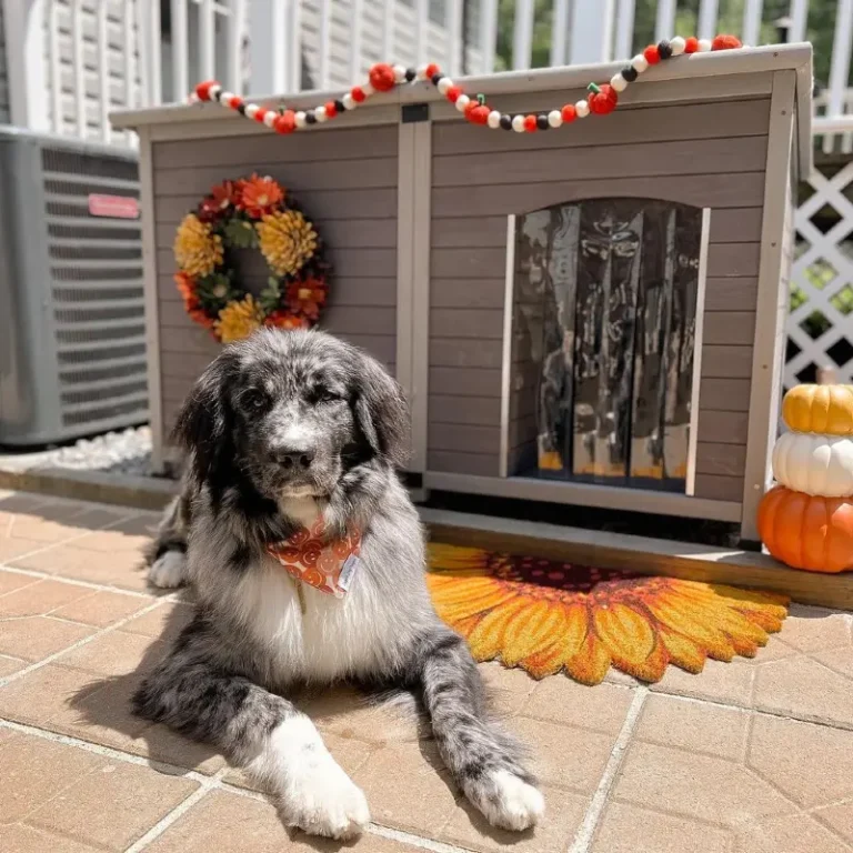 25+ Outdoor Dog House Ideas