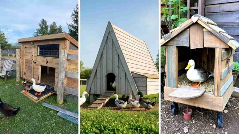 21 Creative Duck House Ideas for Your Feathered Friends