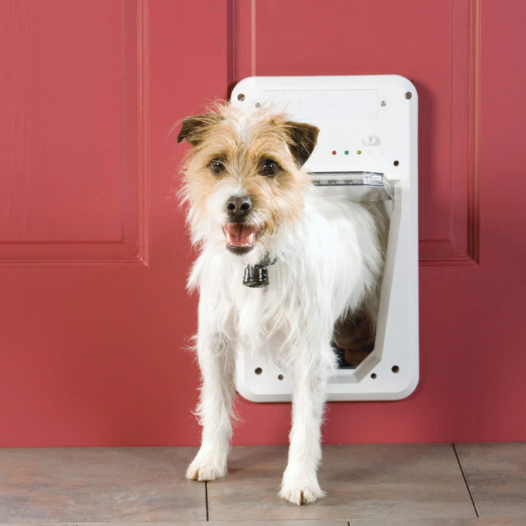 19+ Creative Dog Door Ideas for Every Home