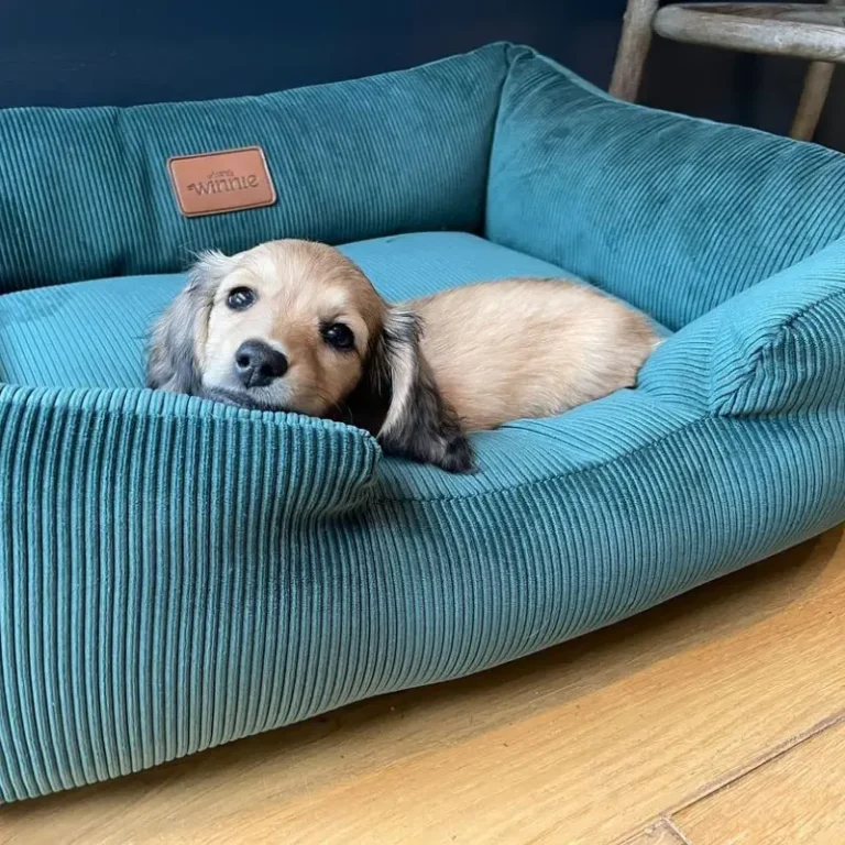 29+ Cozy Dog Beds Ideas Your Pup Will Love