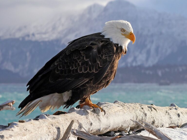 The Coolest 270 Eagle Name Ideas for a Powerful Bird