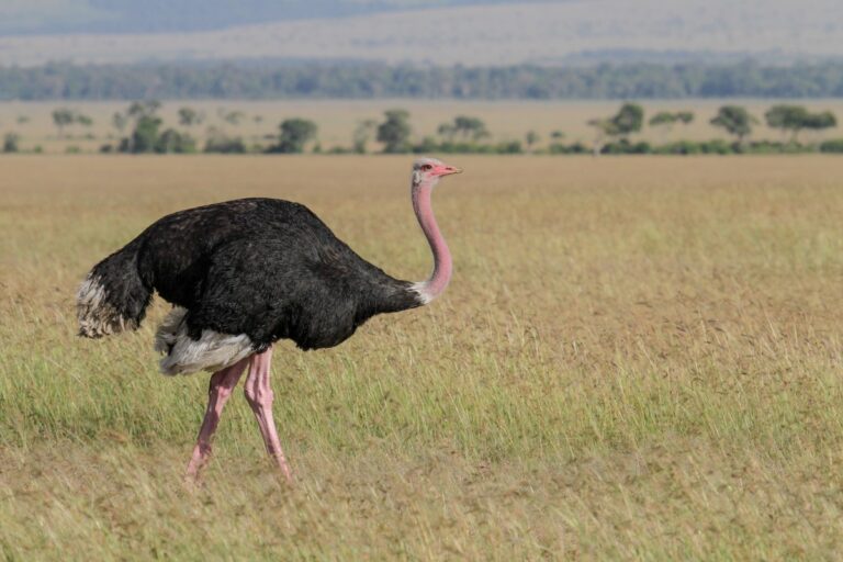 170 Creative Ostrich Name Ideas: Funny, Cute, and Unique Picks