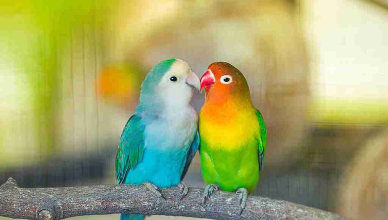 The Sweetest 140 Creative Lovebird Name Ideas for Your Feathered Pair