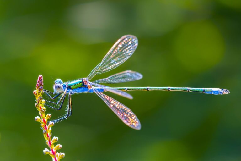 The Most Magical 200 Dragonfly Name Ideas for Nature Lovers