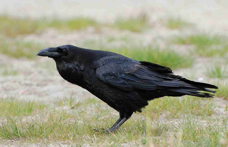 The Coolest 120 Raven Name Ideas for a Dark Feathered Friend