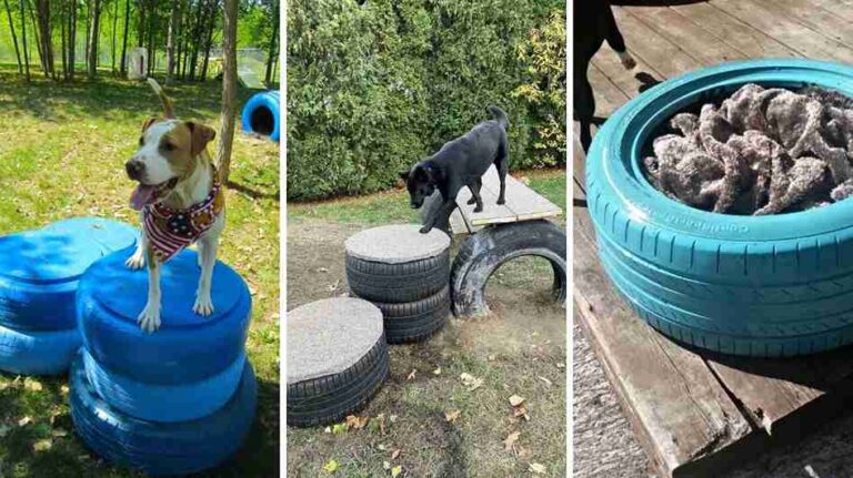 21 Creative Dog Tire Projects to Try at Home