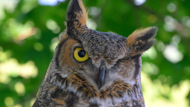 I Discovered 140+ Owl Name Ideas That Fit Every Personality