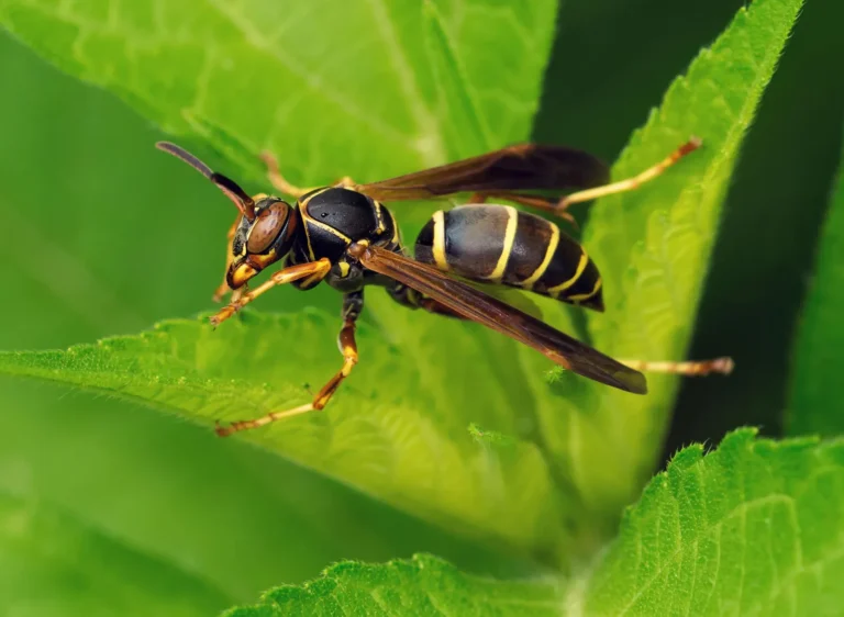 I Didn’t Expect These 200+ Wasp Name Ideas to Sound This Powerful
