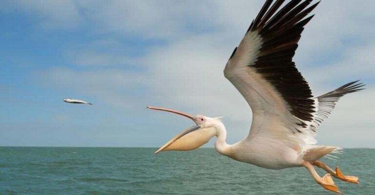 Need Inspiration for Pelican Name Ideas? Start With These 180 Creative Picks