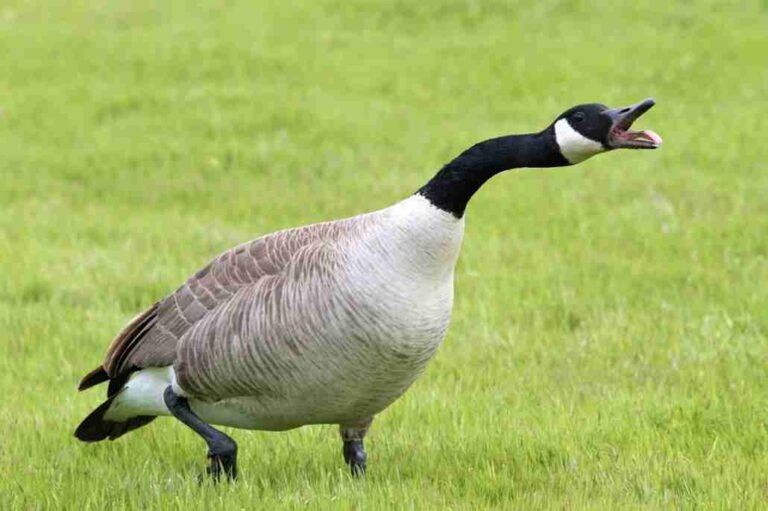130+ Goose Name Ideas That Actually Fit Funny Birds
