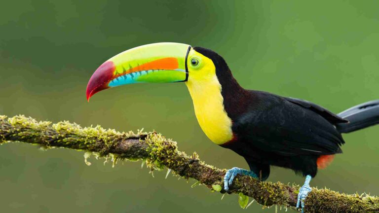 I Wasn’t Planning On Saving These 150 Toucan Name Ideas
