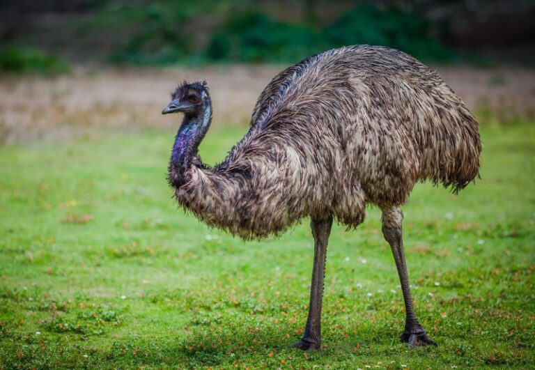 I Came Across 300 Emu Name Ideas That Are Too Good to Ignore
