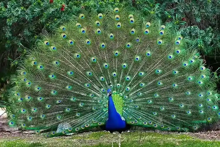 170+ Peacock Name Ideas That Are Elegant, Unique, and Memorable