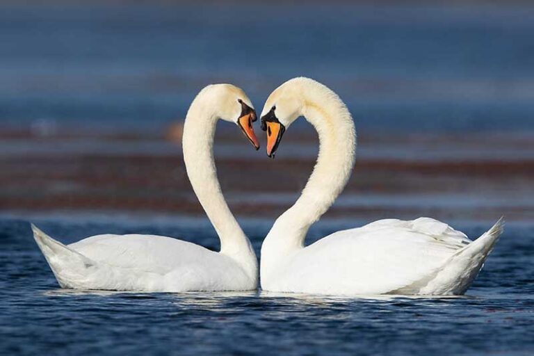 The Moment I Saw These 130 Swan Name Ideas I Had to Bookmark Them