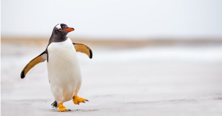 I Couldn’t Stop Smiling at These 190 Penguin Name Ideas
