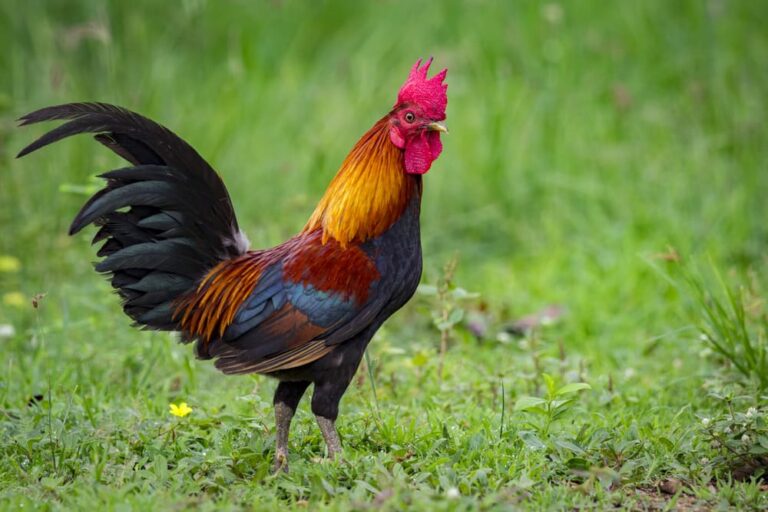 The Coolest 140 Rooster Name Ideas for Your Backyard Star