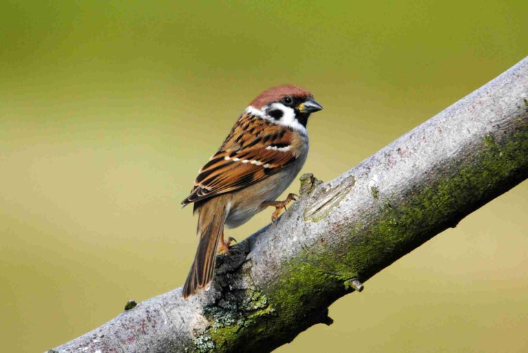 The Sweetest 200 Sparrow Name Ideas for Your Tiny Bird
