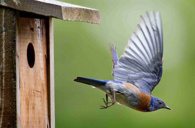 19+ DIY Blue Bird House Plans for Happy Backyard Birds