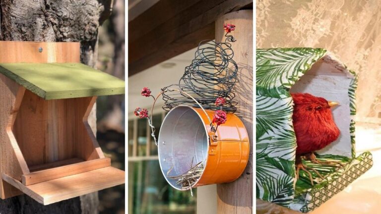 13+ DIY Cardinal Bird House Plans for Your Backyard